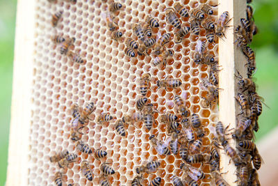 Close-up of bees on the wall