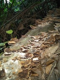 Close-up of dry leaves on field in forest