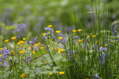 Close-up of flowering plants growing on field