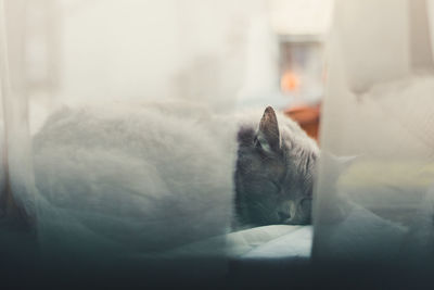 Close-up of cat sleeping at home