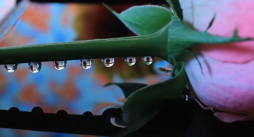 Close-up of raindrops on green leaves