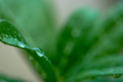 Close-up of wet plant leaves during rainy season