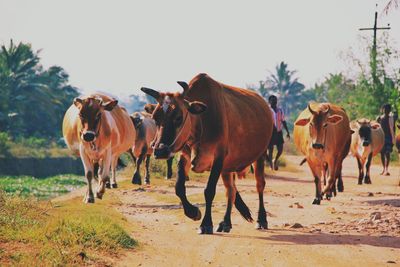 Horses on field against clear sky