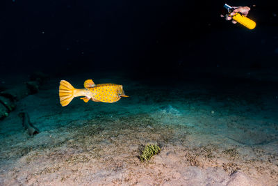 View of fish swimming in sea