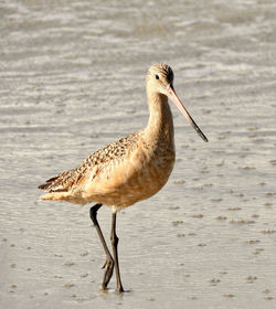 Close-up of bird in water