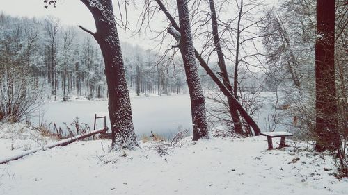 Bare trees on snow covered landscape