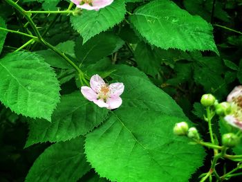 Close-up of pink flowering plant