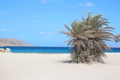 Palm tree on beach against blue sky