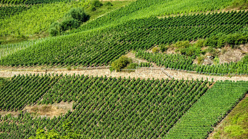 Scenic view of vineyard