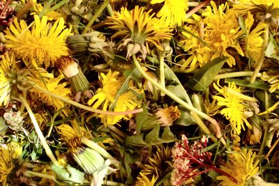 Close-up of yellow flowers