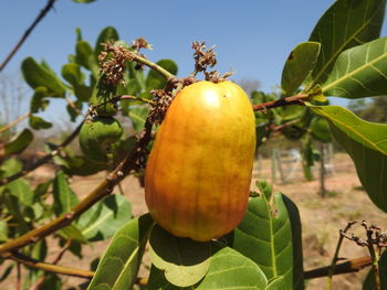 Close-up of fruits on tree