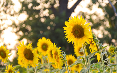 Close-up of yellow flowering plant on field