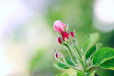 Close-up of pink flowering plant