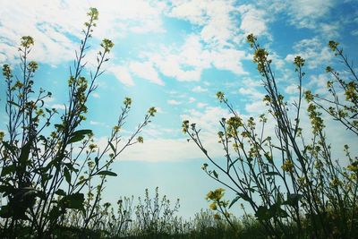 Trees and plants on field against sky