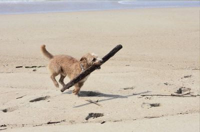 Dog running on beach