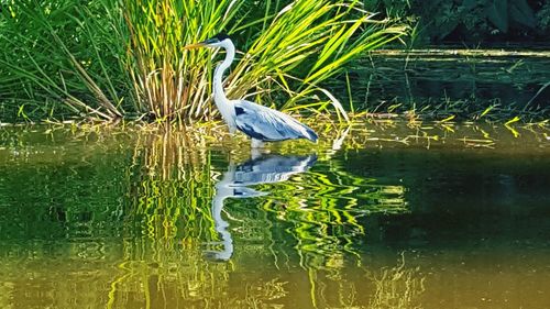 High angle view of gray heron perching on plant in lake