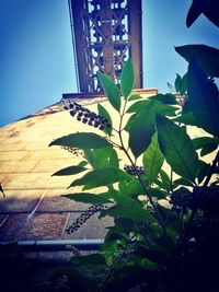 Low angle view of plant against building
