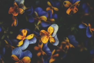 Close-up of red flowering plant