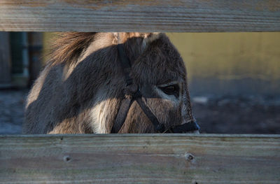 Close-up of a horse