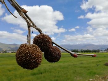 Bloseup of fruits in california