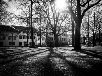 Sun shining through bare trees