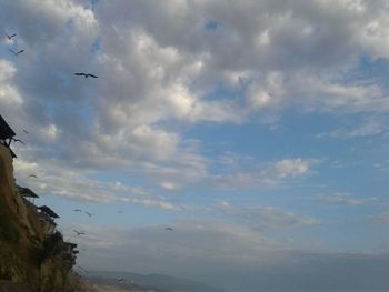 Birds flying against sky