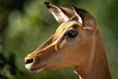 Close-up of female common impala in sunlight