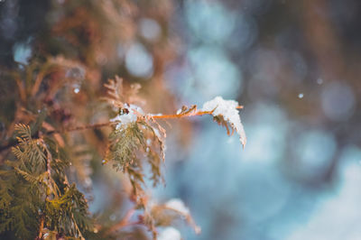 Close-up of an evergreen, winter