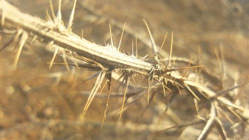 Close-up of insect on plant