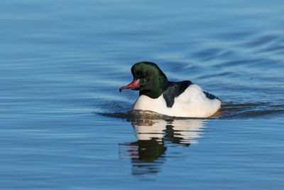 Male merganser goosander swimming in open water in winter