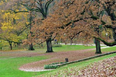 View of cherry trees in park during autumn