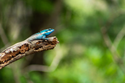 Close-up of a bird perching on branch