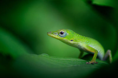 Close-up of a lizard on green leaf
