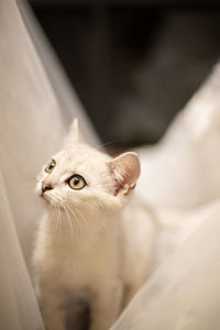 Close-up of a cat looking away