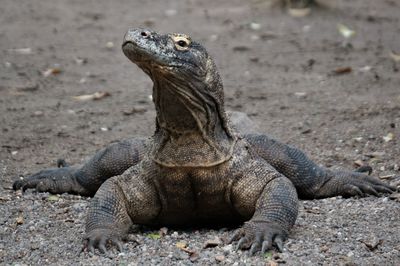 Close-up of lizard on sand