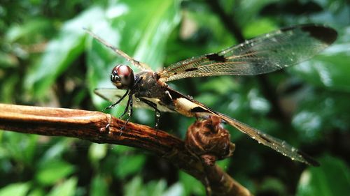 Close-up of dragonfly on plant