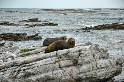 Seal colony resting on a rocky cliff in peninsula walkway seal spotting in kaikoura, new zealand
