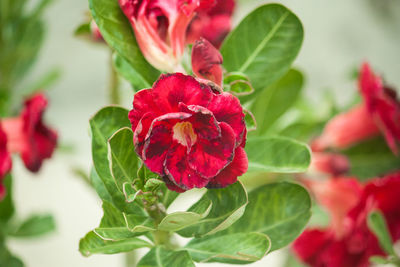 Close-up of red rose flower