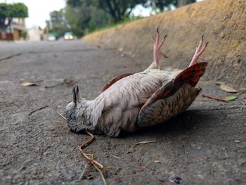 Close-up of a bird on the road