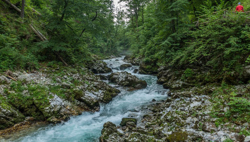 Scenic view of waterfall in forest