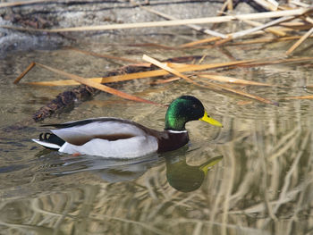 View of mallard ducks swimming in lake
