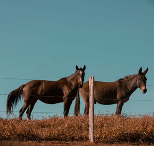 Horses on a field