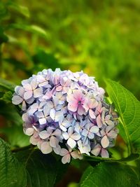 Close-up of purple hydrangea blooming outdoors