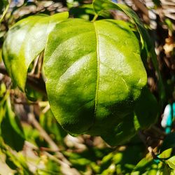 Close-up of fruit on tree