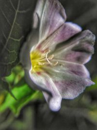 Macro shot of yellow flower