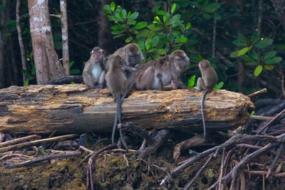 View of a bird sitting on wood in forest