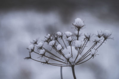 plant