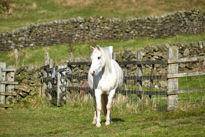 Horse standing on field