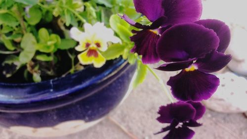 Close-up of purple potted plant
