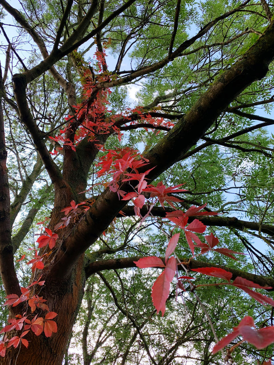 LOW ANGLE VIEW OF RED MAPLE LEAVES AGAINST TREE